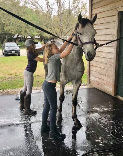 Foothills Highlander (Balmullo's Beacon x Foothills River Queen